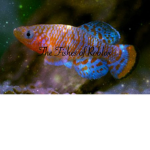 The Fishes of Roblox