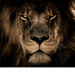 The group of lions!