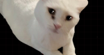 MelodyClan [WCUE]
