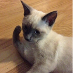 Kitty4Ever
