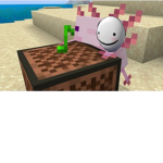 Axolotldream group