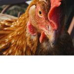 Chicken Group Australia