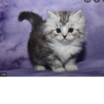 Vanilla crazy cat
