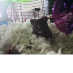 Epic hamsters