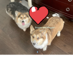 Corgi loves forever adopt me group