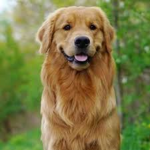 Doggy For Ever And Ever