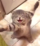 colonthree meowfia