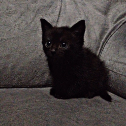 cat place