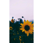 True kind sunflowers