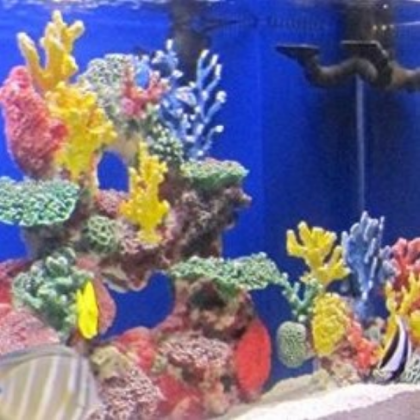 fish tank (4) Roblox decal