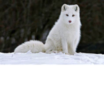 Arctic Fox (gang)