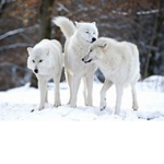 The snow wolf pack