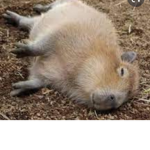 capivara ambulante