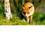 Foxes are the BEST!