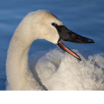 The Happy Swans