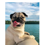 pug store