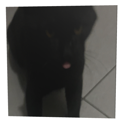 my cat