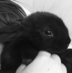 bunnies .ᐟ