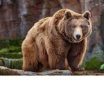 FOR DA BEARS
