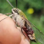 Pellucid Hawk Moth Obby