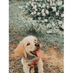 - Animal Community -