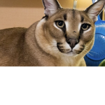 smoothYT