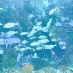 ‘ angelfishh !!