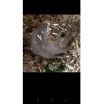 MariolinoYT