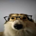 yippi3