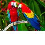 Bird/Parrot