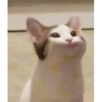 Official PopCat Army