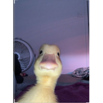 fpurs