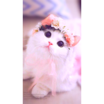 cute kittin group