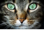 Cats Cult