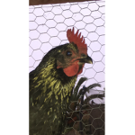 Chicken lives matter