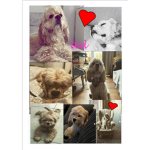 #### and Poppy