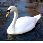 The Swan's Clothing