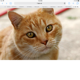 cat home to replay