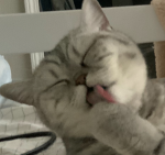 THE SILLY LITTLE CATS :3