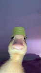 penPal$
