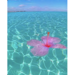 TropicalBxrry