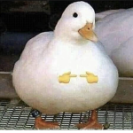 pAtiTo XD