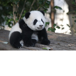 Adopt me Brookhaven bloxburg is best