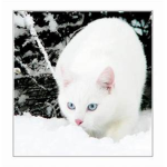 Warrior Cats Frost Clan