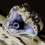 Snakes United.......