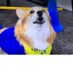 Side inu and corgi group