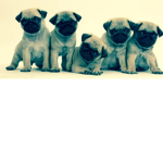 Pug ride