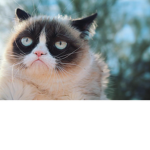 grumpy cat people