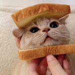 ..~Bread Cats~..