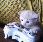 Join the cat army4